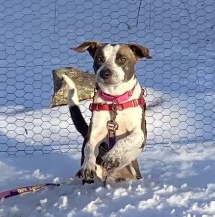 Enlarge Jubilee, a Adoptable Mixed Breed in Ridgefield, CT image 3/4