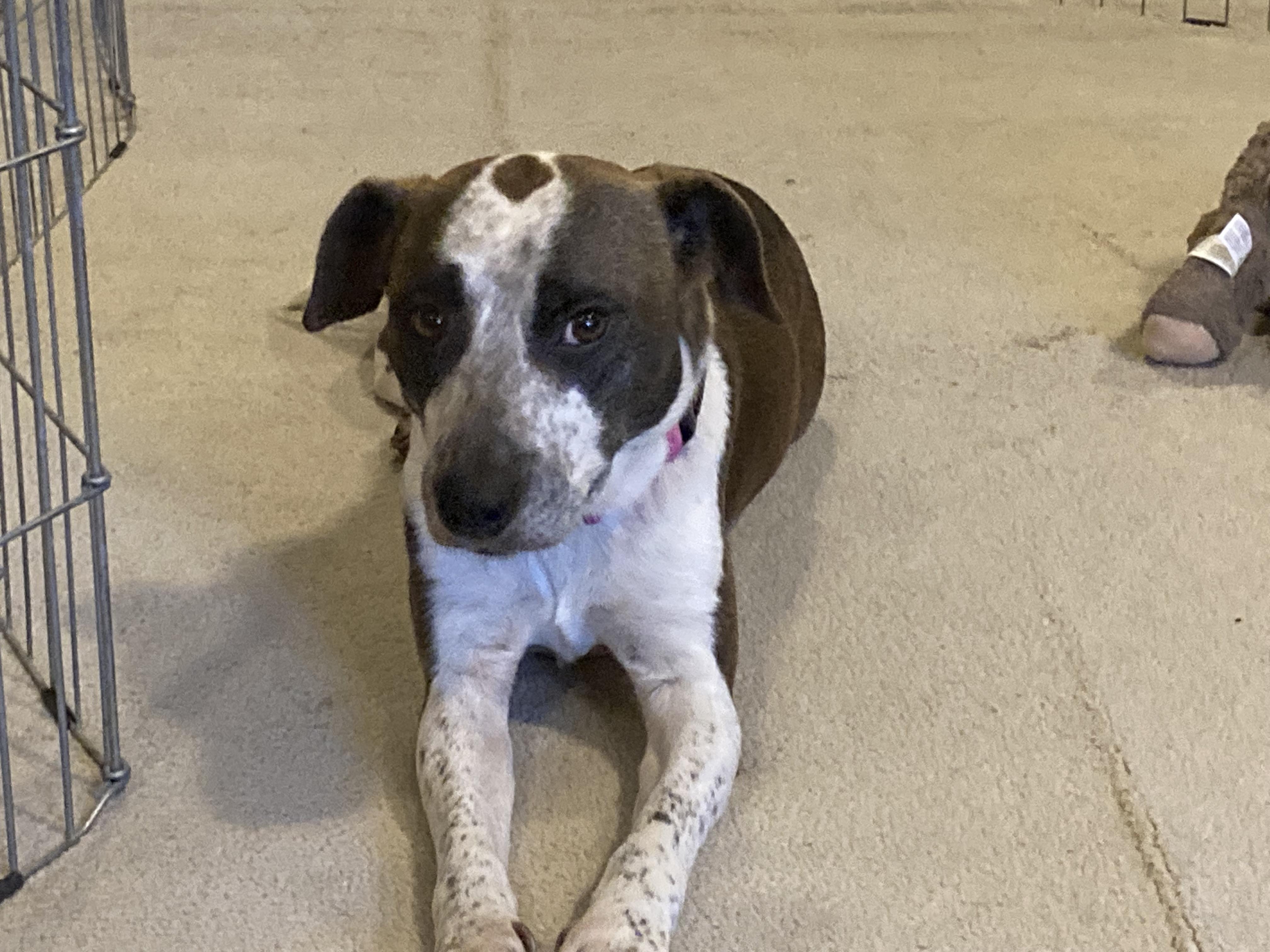 Enlarge Jubilee, a Adoptable Mixed Breed in Ridgefield, CT image 1/4