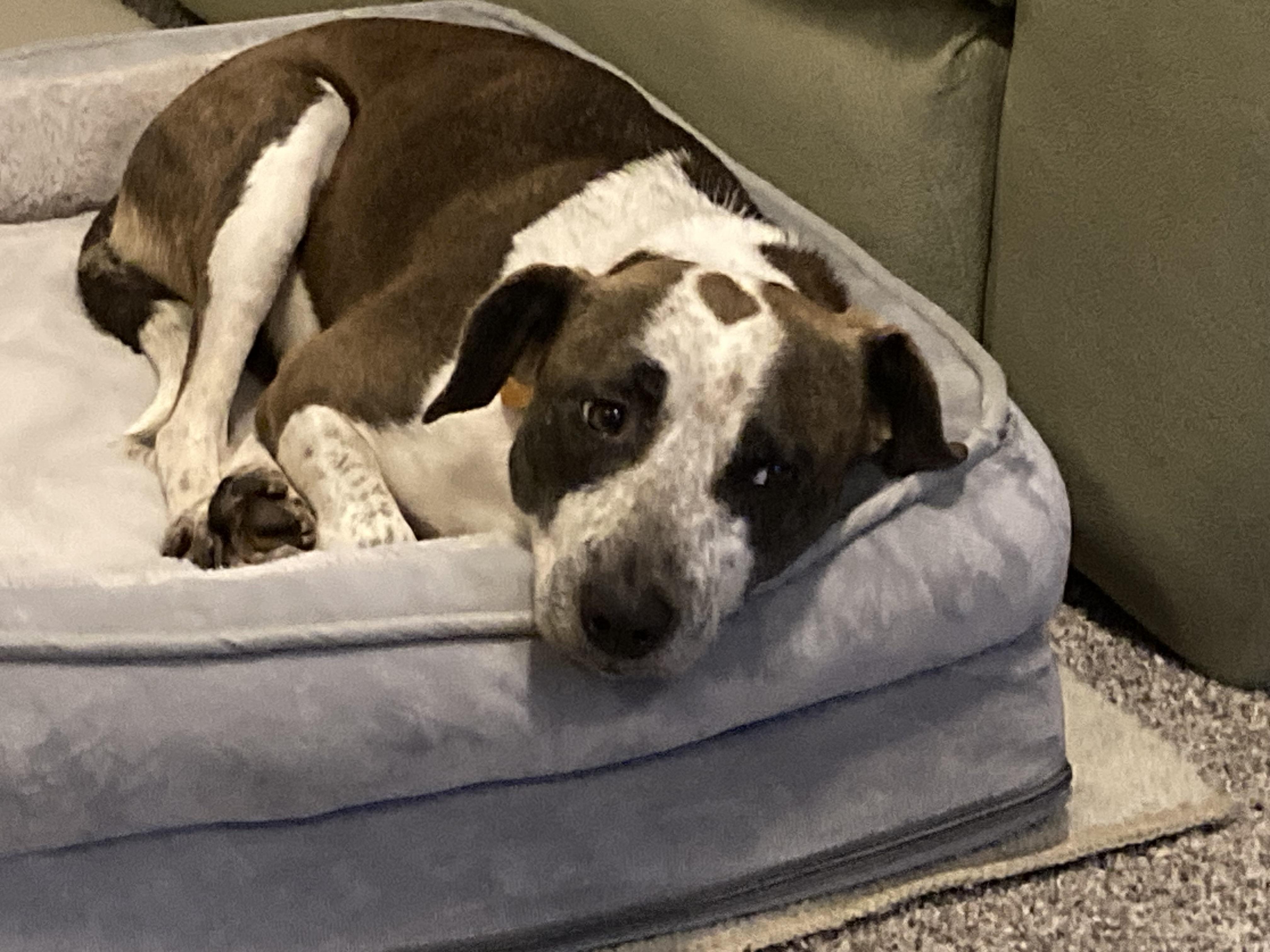 Enlarge Jubilee, a Adoptable Mixed Breed in Ridgefield, CT image 2/4