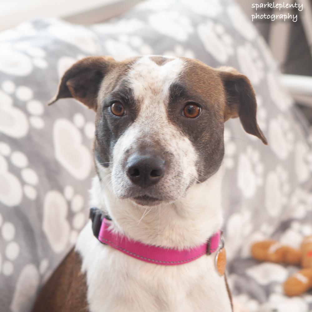 Jubilee, Adoptable, Adult Female Mixed Breed.