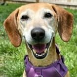 Pepper, ADOPTABLE, Adult Female Coonhound.