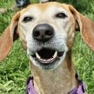 Pepper, a ADOPTABLE mixed breed in Avon, IN image 2/2