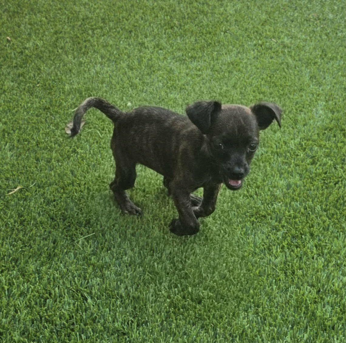 Enlarge Donut, a Adoptable Chihuahua in Anderson, SC image 3/6