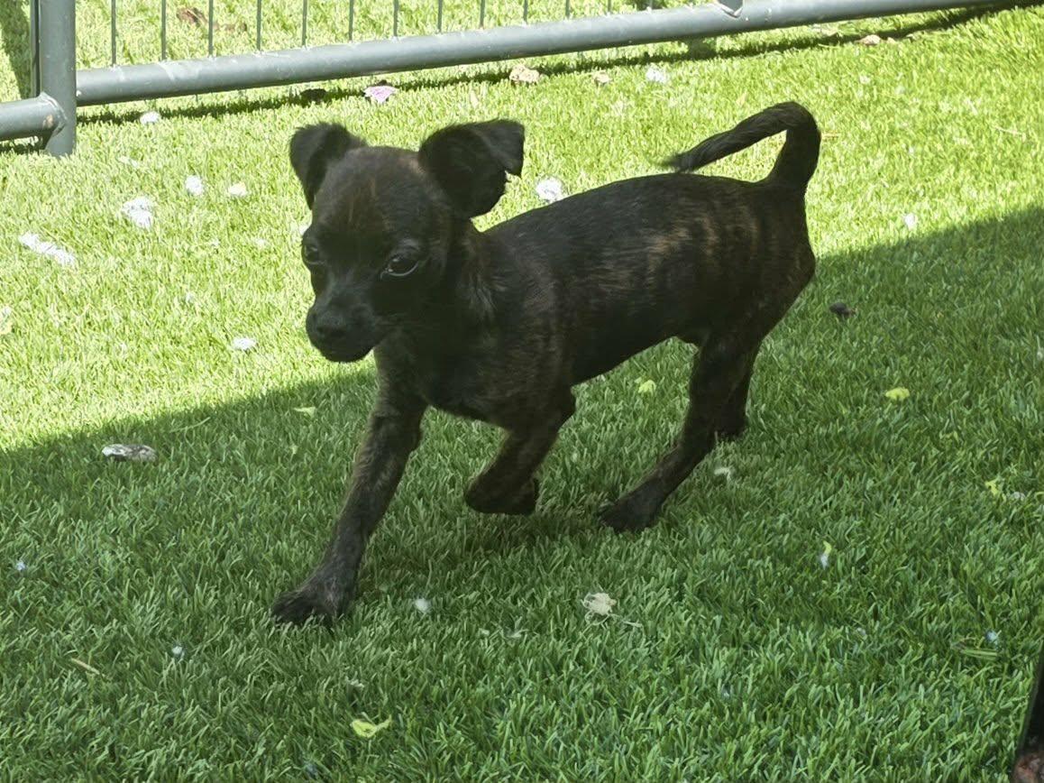 Enlarge Donut, a Adoptable Chihuahua in Anderson, SC image 2/6