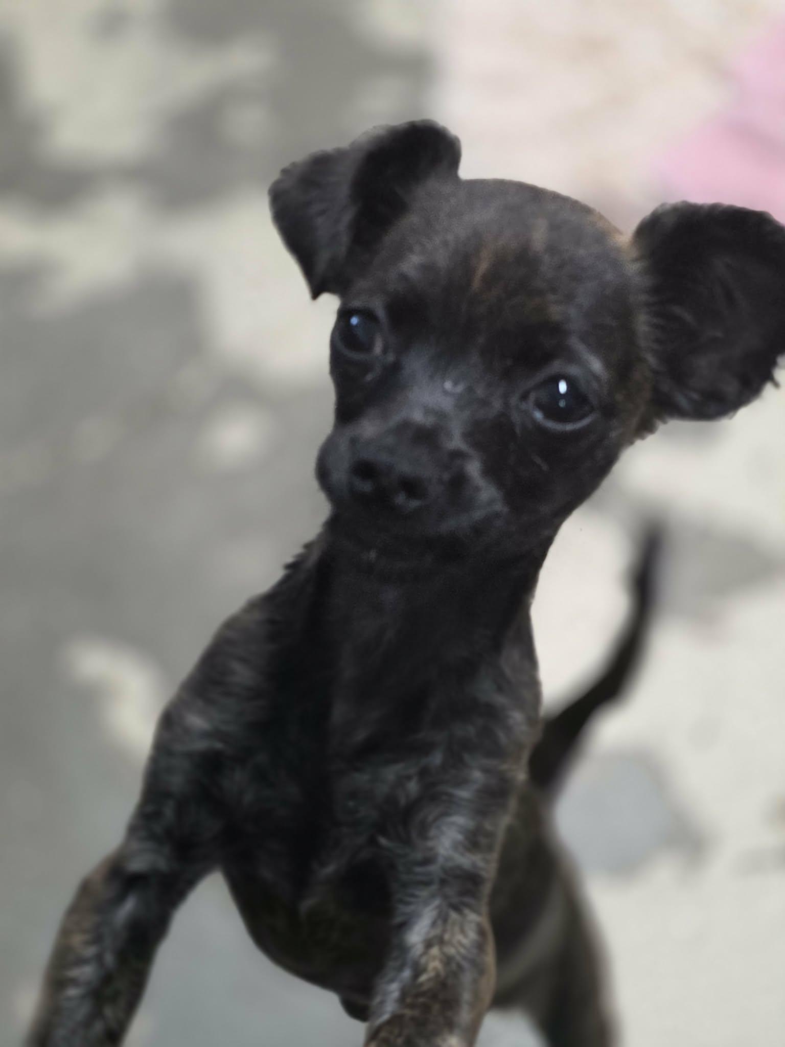 Enlarge Donut, a Adoptable Chihuahua in Anderson, SC image 1/6