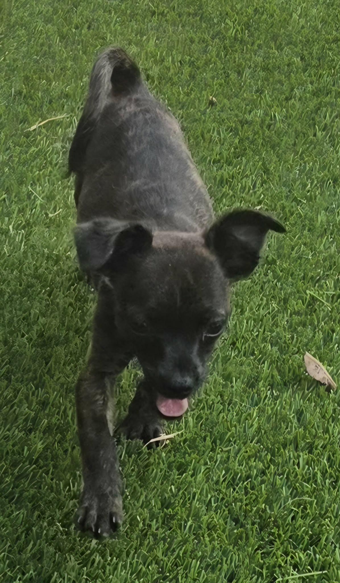 Enlarge Donut, a Adoptable Chihuahua in Anderson, SC image 5/6