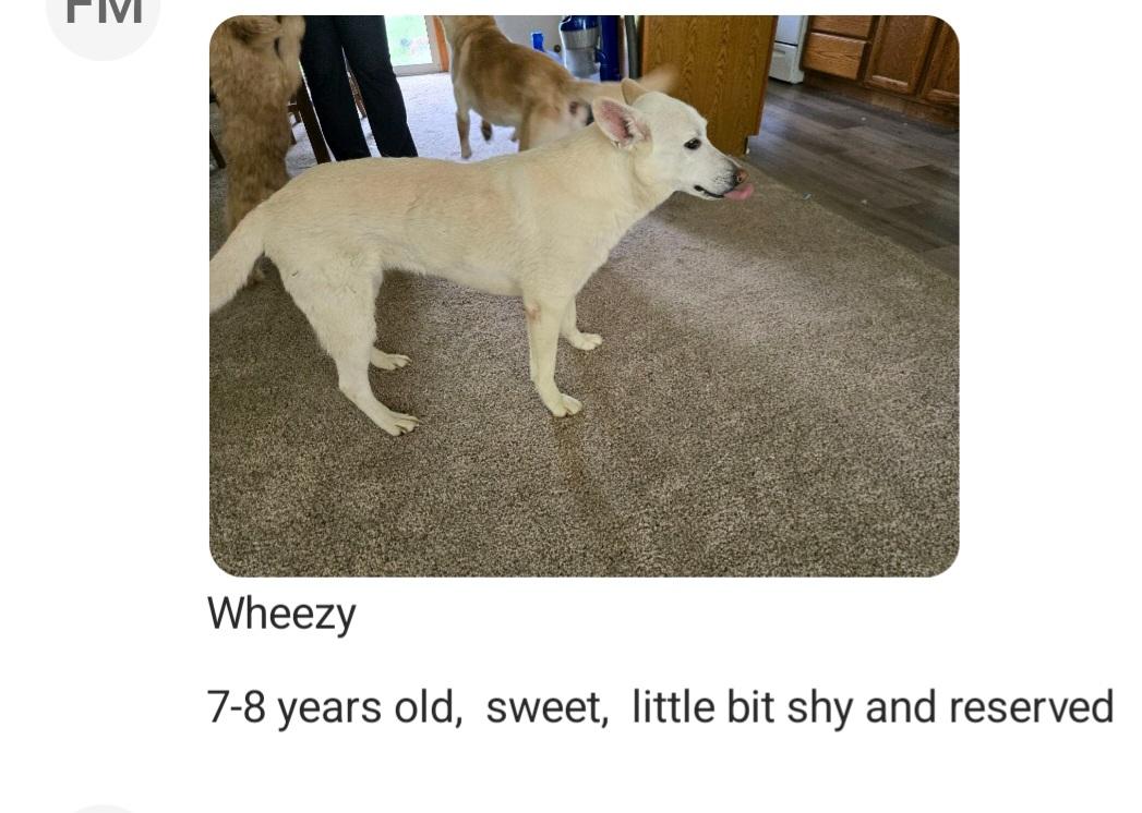 Wheezy, Adoptable, Senior Male German Shepherd Dog.