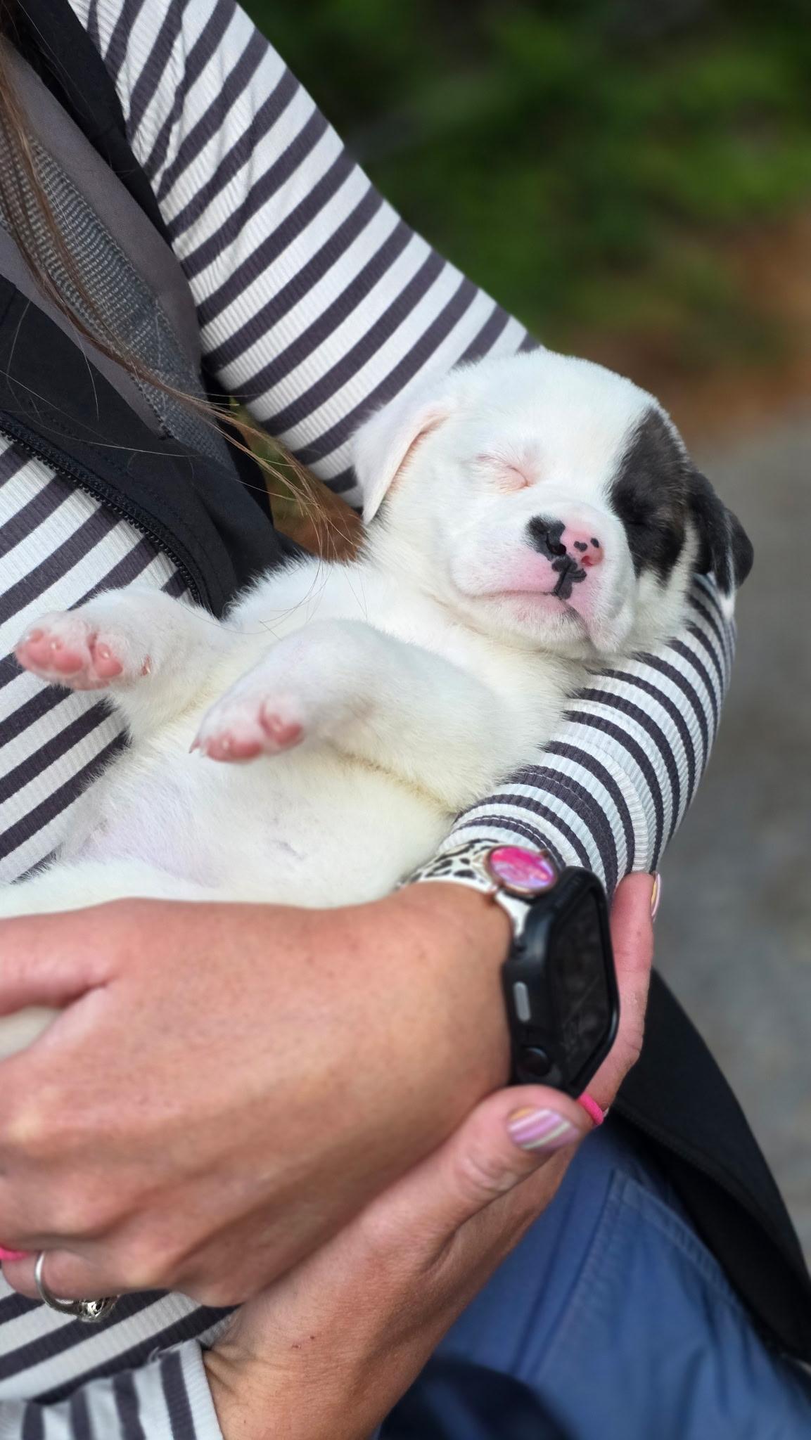 Enlarge Belly, a Adoptable mixed breed in Mount Meigs, AL image 4/4