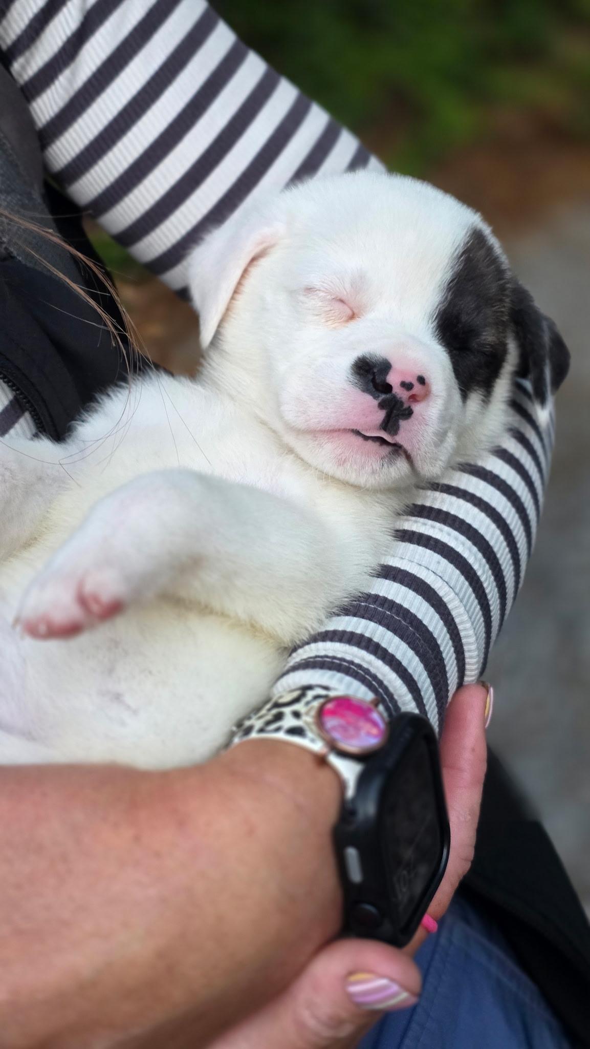Enlarge Belly, a Adoptable mixed breed in Mount Meigs, AL image 1/4