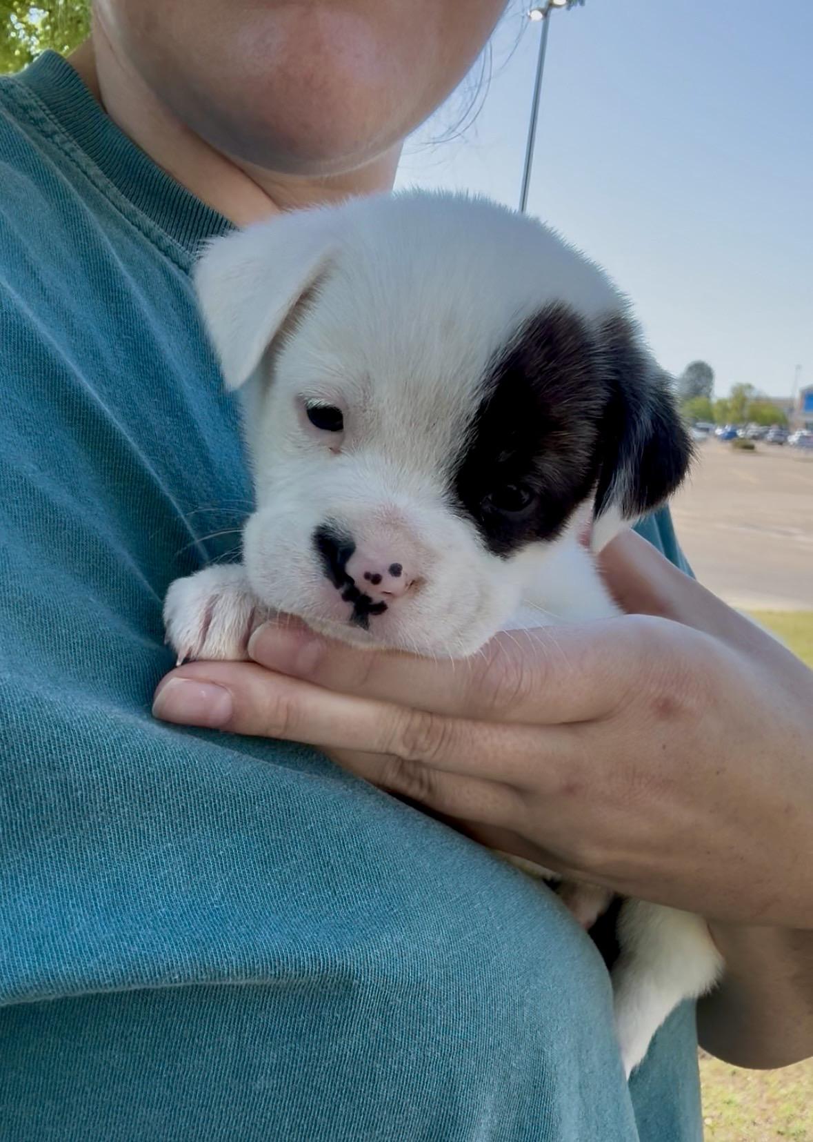 Enlarge Belly, a Adoptable mixed breed in Mount Meigs, AL image 2/4