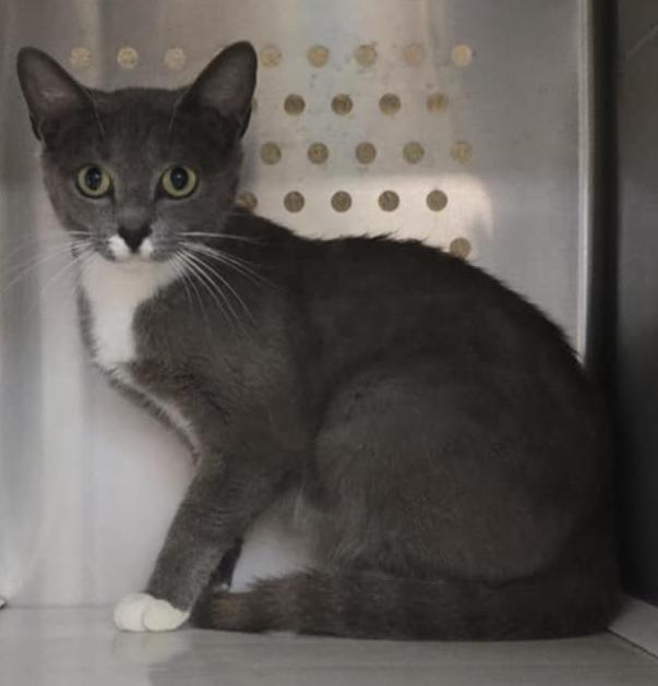 Brittany, an adoptable Domestic Short Hair in Orange, VA_image-1