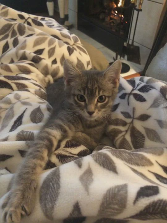 Enlarge Cassie, a Adopted mixed breed in Dallas, TX video 1/3