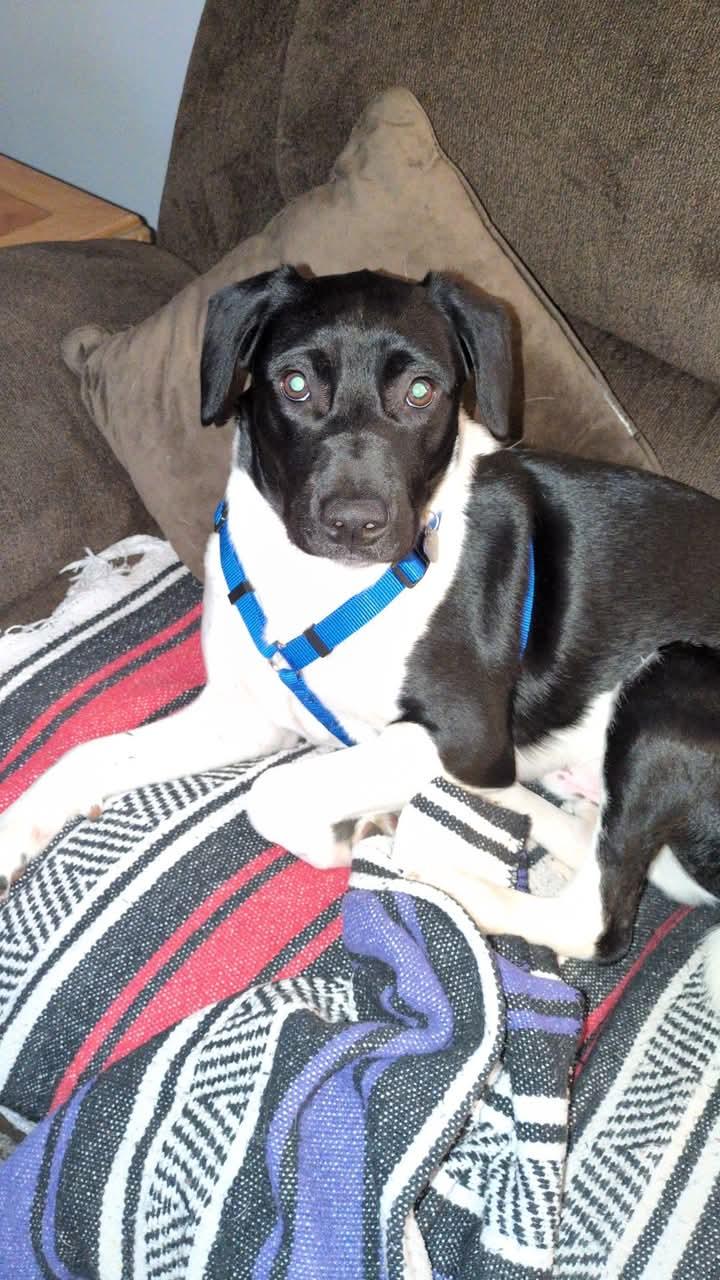 Joey, a Adoptable mixed breed in Huntley, IL image 4/4