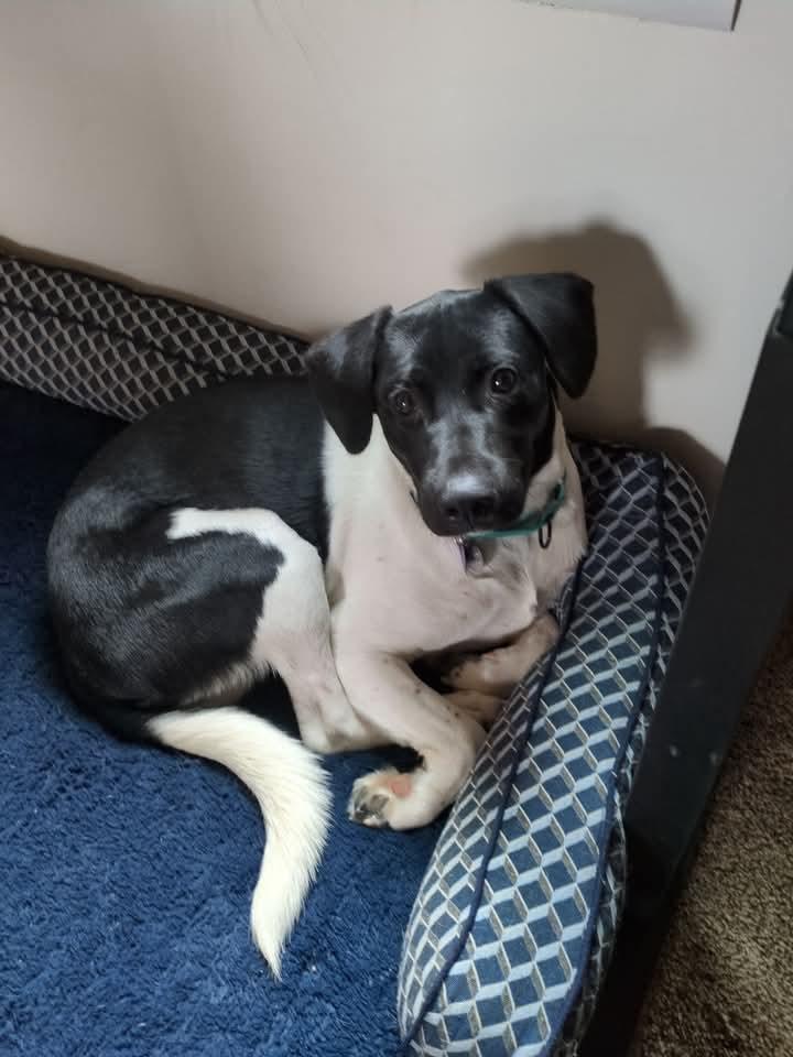 Joey, a Adoptable mixed breed in Huntley, IL image 1/4