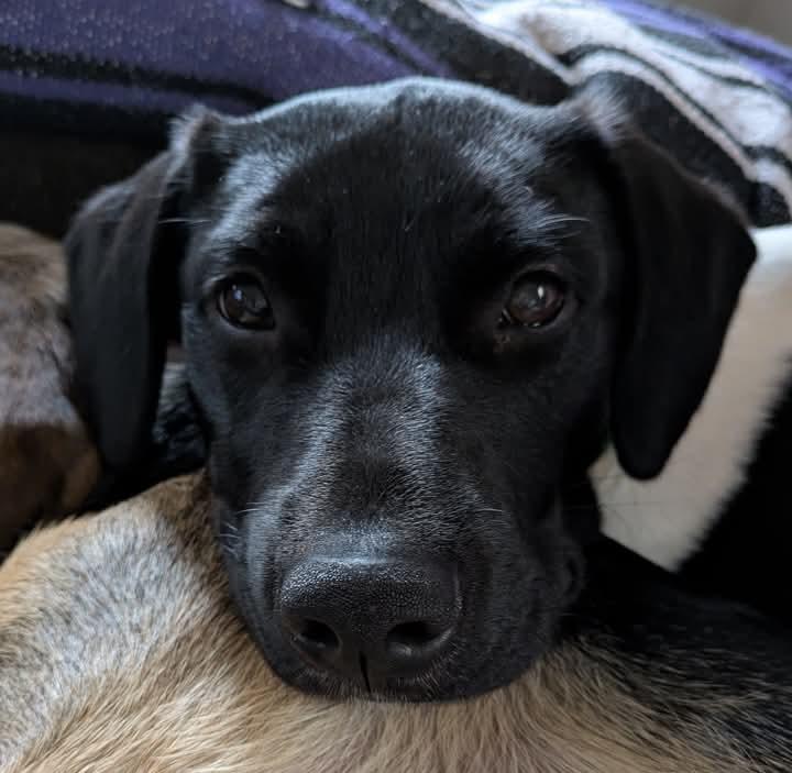 Joey, a Adoptable mixed breed in Huntley, IL image 2/4