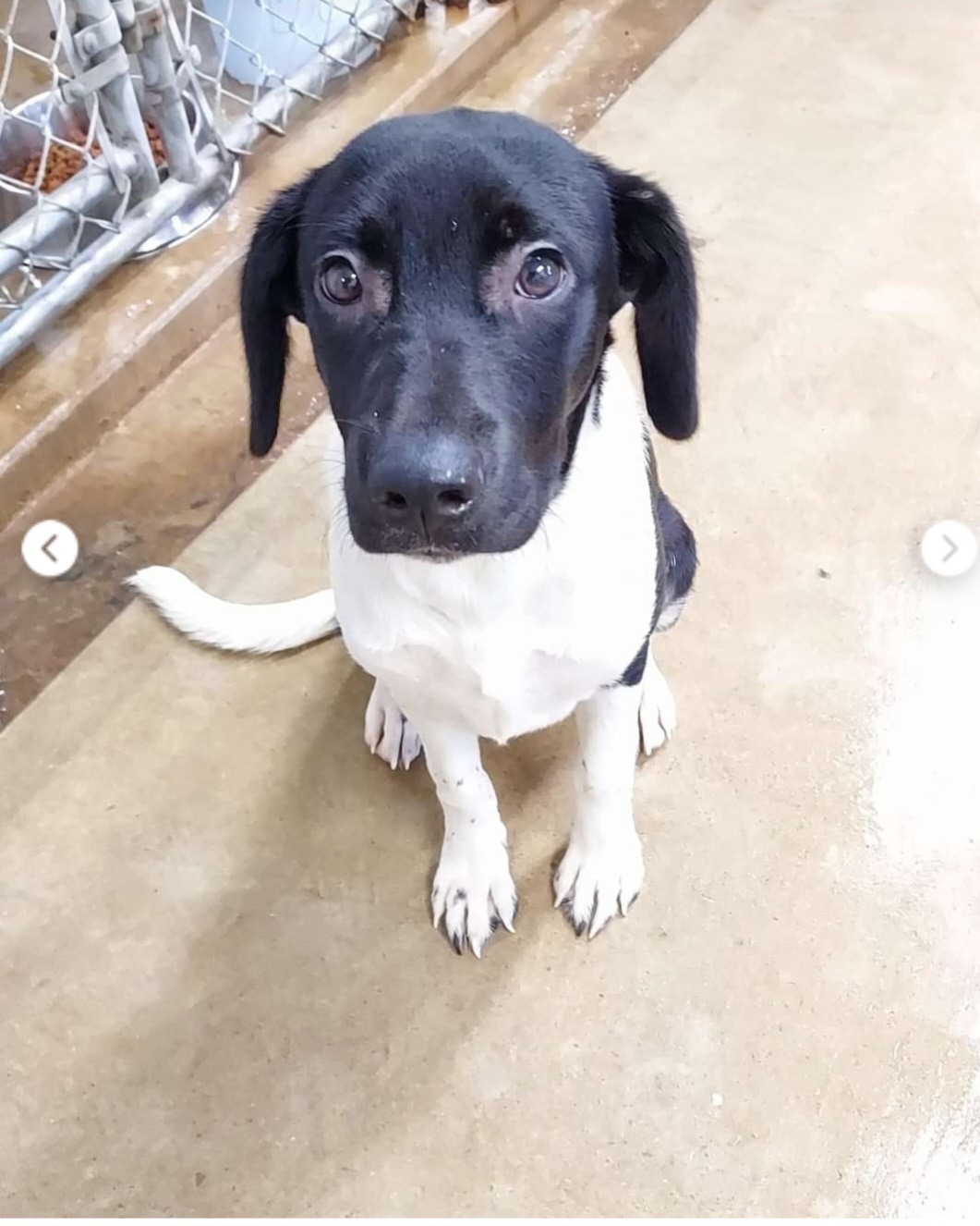 Joey, a Adoptable mixed breed in Huntley, IL image 3/4