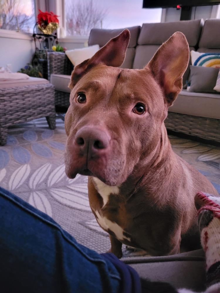 Fianna, Adoptable, Adult Female Pit Bull Terrier.