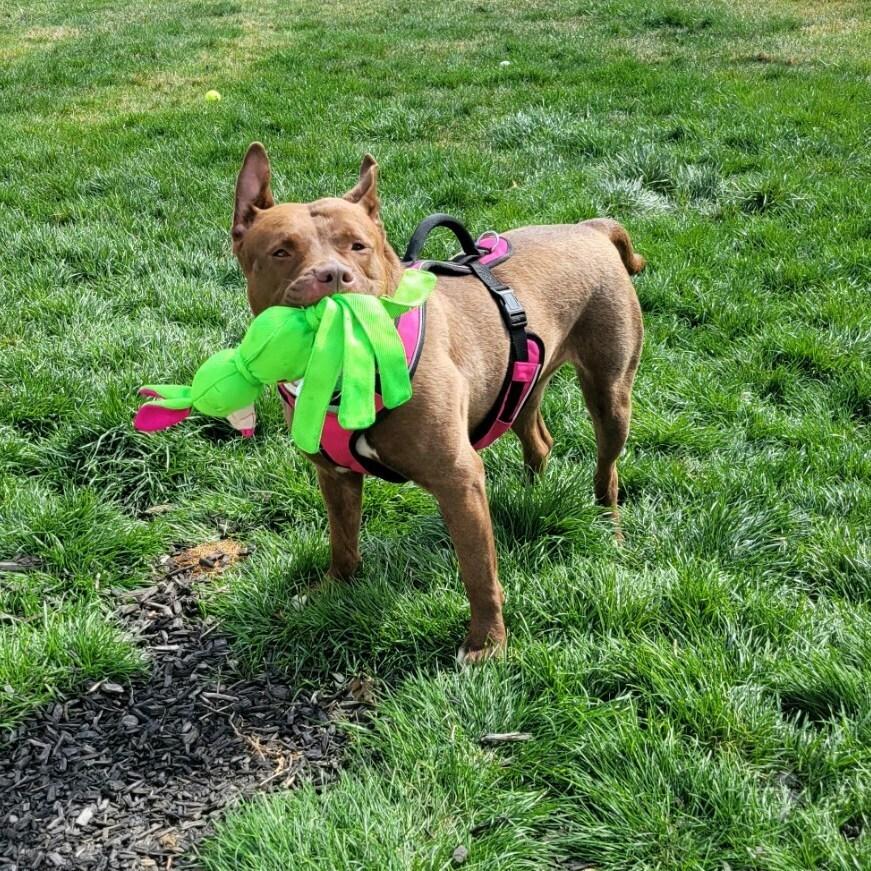 Enlarge Fianna, a Adoptable mixed breed in Indianapolis, IN image 1/1