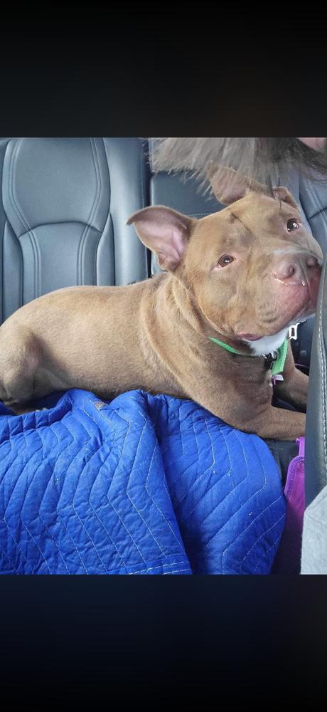 Enlarge Fianna, a Adoptable mixed breed in Indianapolis, IN image 3/6