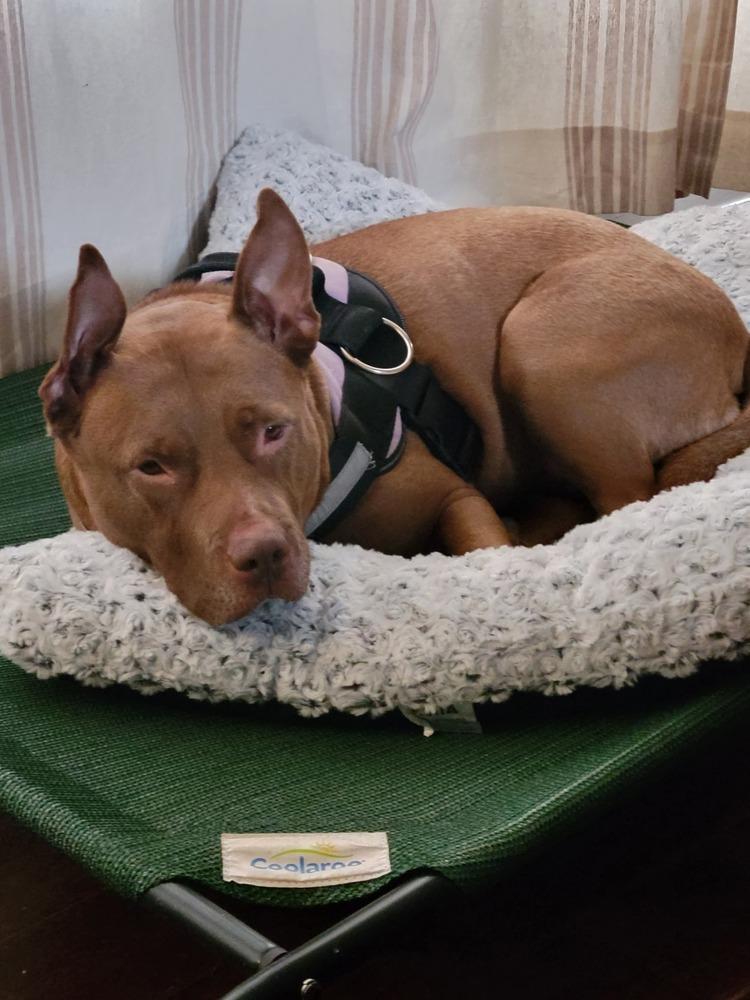 Enlarge Fianna, a Adoptable mixed breed in Indianapolis, IN image 5/6