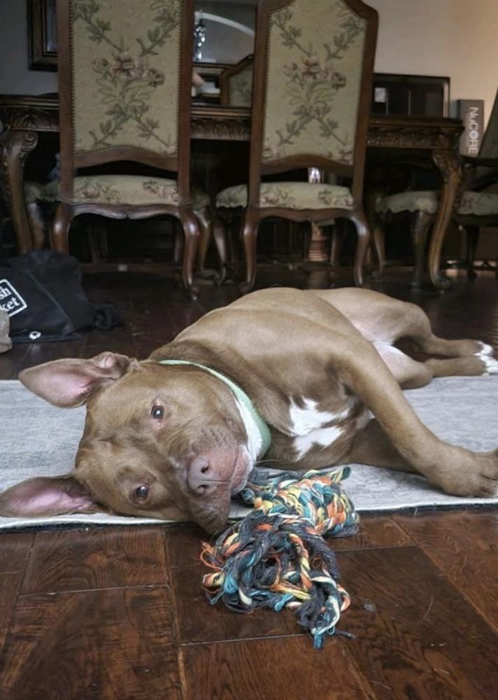 Fianna, Adoptable, Adult Female Pit Bull Terrier.