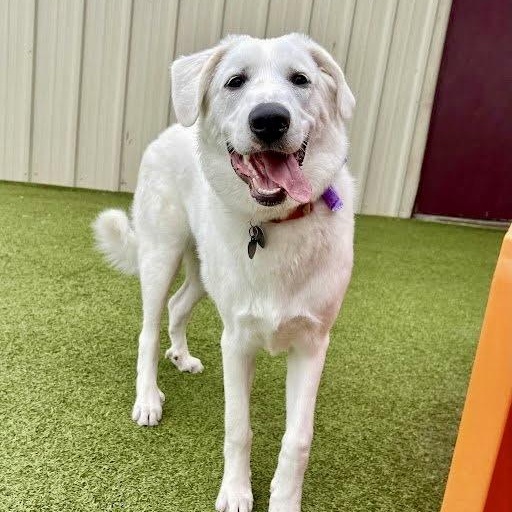 Pookie, an adopted mixed breed in Latham, NY image 1/6