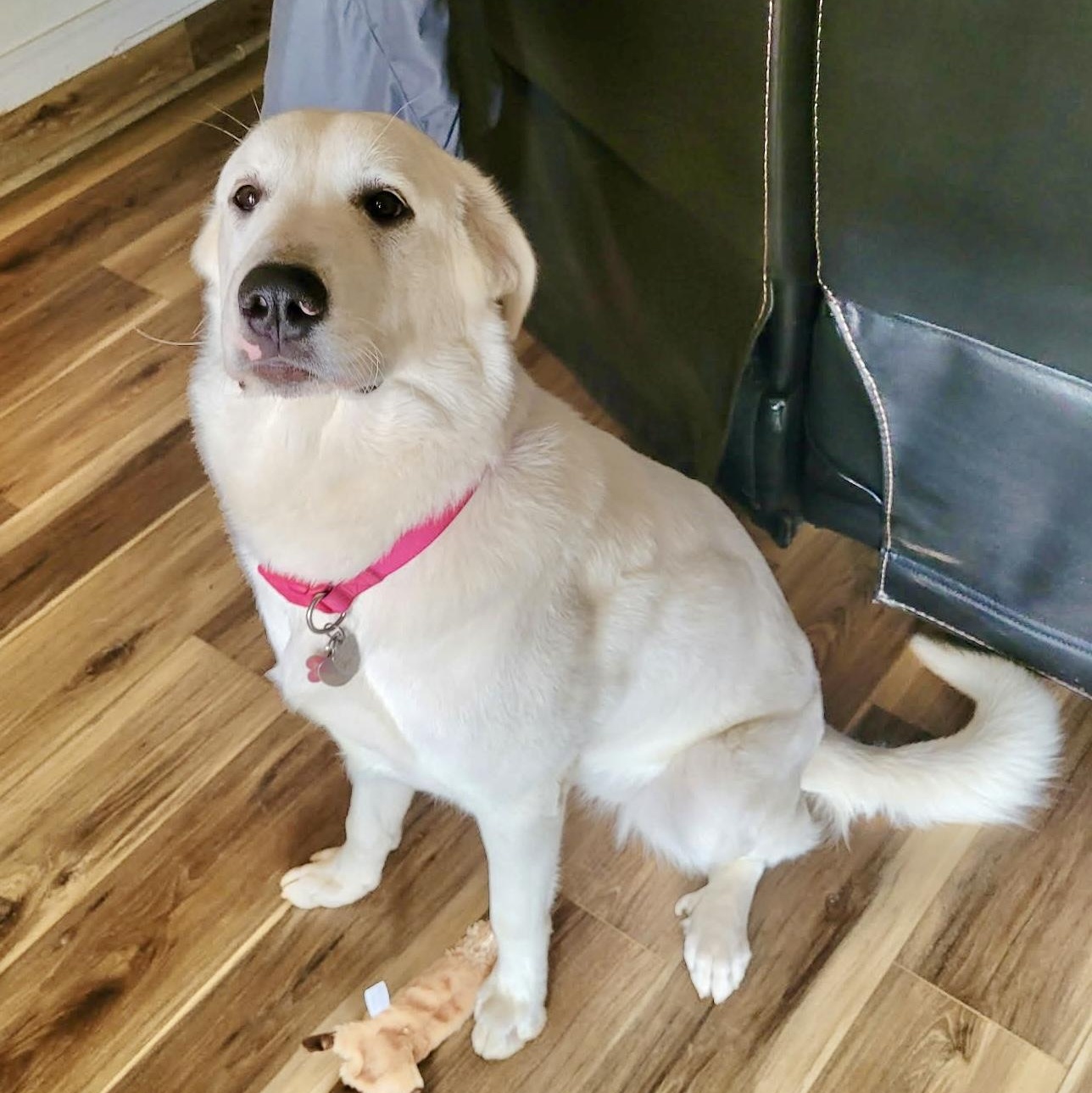 Pookie, an adopted mixed breed in Latham, NY image 2/6