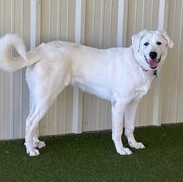 Pookie, an adopted mixed breed in Latham, NY image 3/6