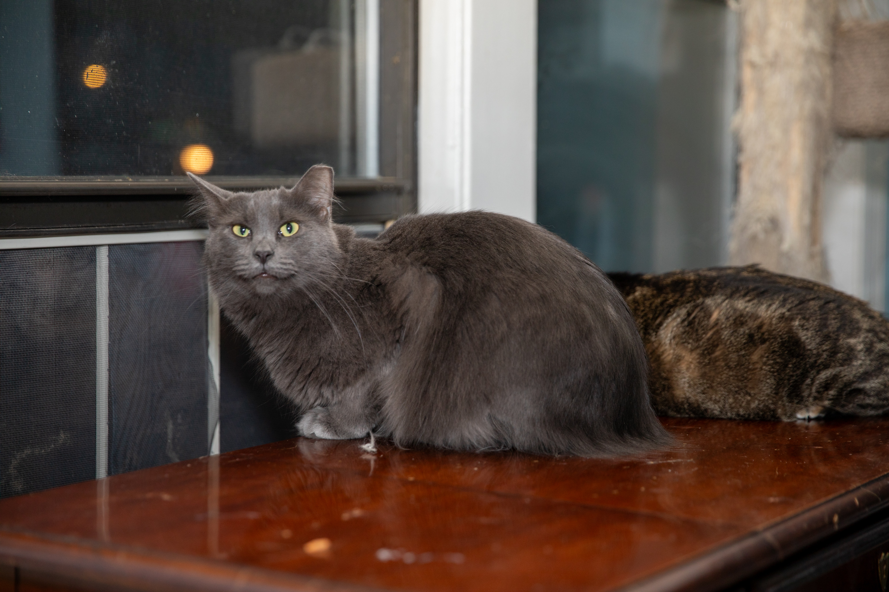 Fox, an adoptable Maine Coon in Chicago, IL_image-1