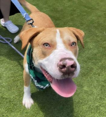 Enlarge Graham, a Adoptable mixed breed in St. Ann, MO image 1/3