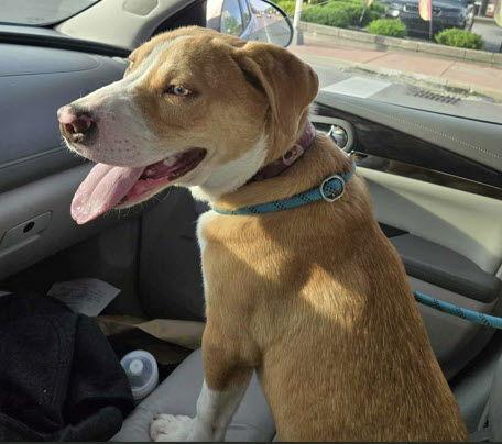 Enlarge Graham, a Adoptable mixed breed in St. Ann, MO image 2/3