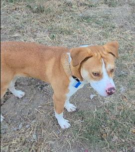 Enlarge Graham, a Adoptable mixed breed in St. Ann, MO image 3/3