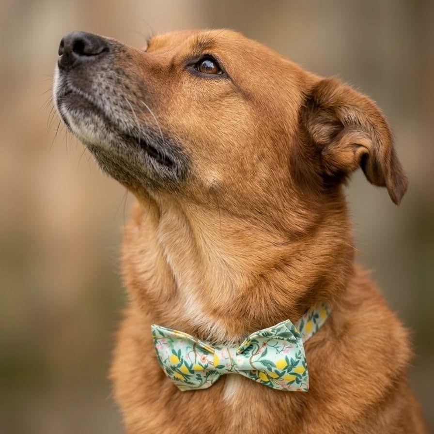 Enlarge Bear -- Handsome, Calm, Loves Walks, Snuggles, & Good w/dogs, a Adoptable mixed breed in Portland, ME image 2/6