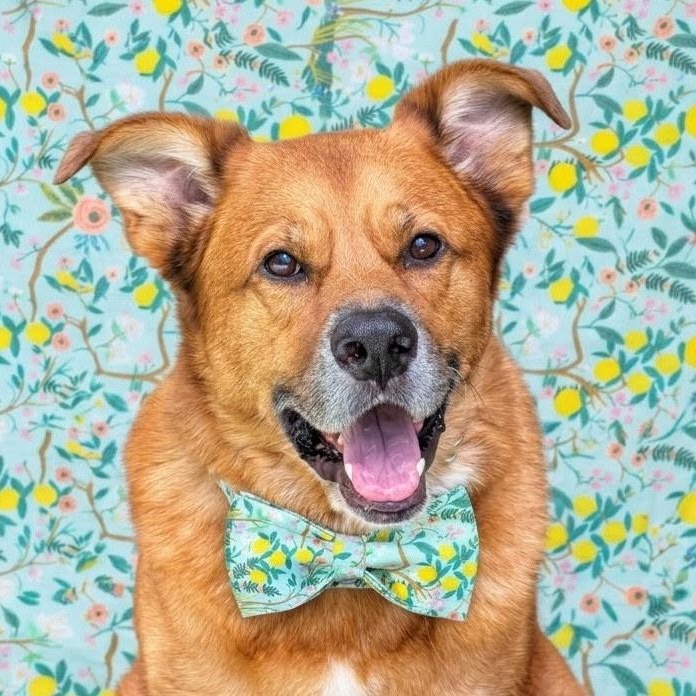 Bear -- Handsome, Calm, Loves Walks, Snuggles, & Good w/dogs, Adoptable, Adult Male Shepherd & Retriever.