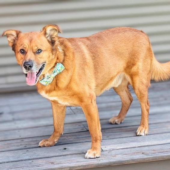 Enlarge Bear -- Handsome, Calm, Loves Walks, Snuggles, & Good w/dogs, a Adoptable mixed breed in Portland, ME image 3/6