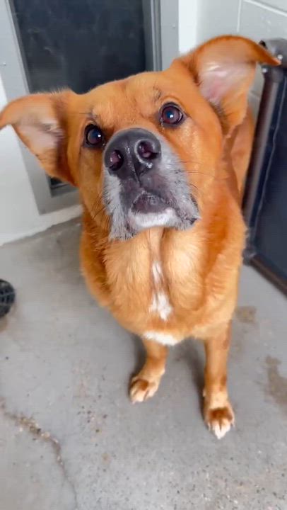 Enlarge Bear -- Handsome, Calm, Loves Walks, Snuggles, & Good w/dogs, a Adoptable mixed breed in Portland, ME video 6/6