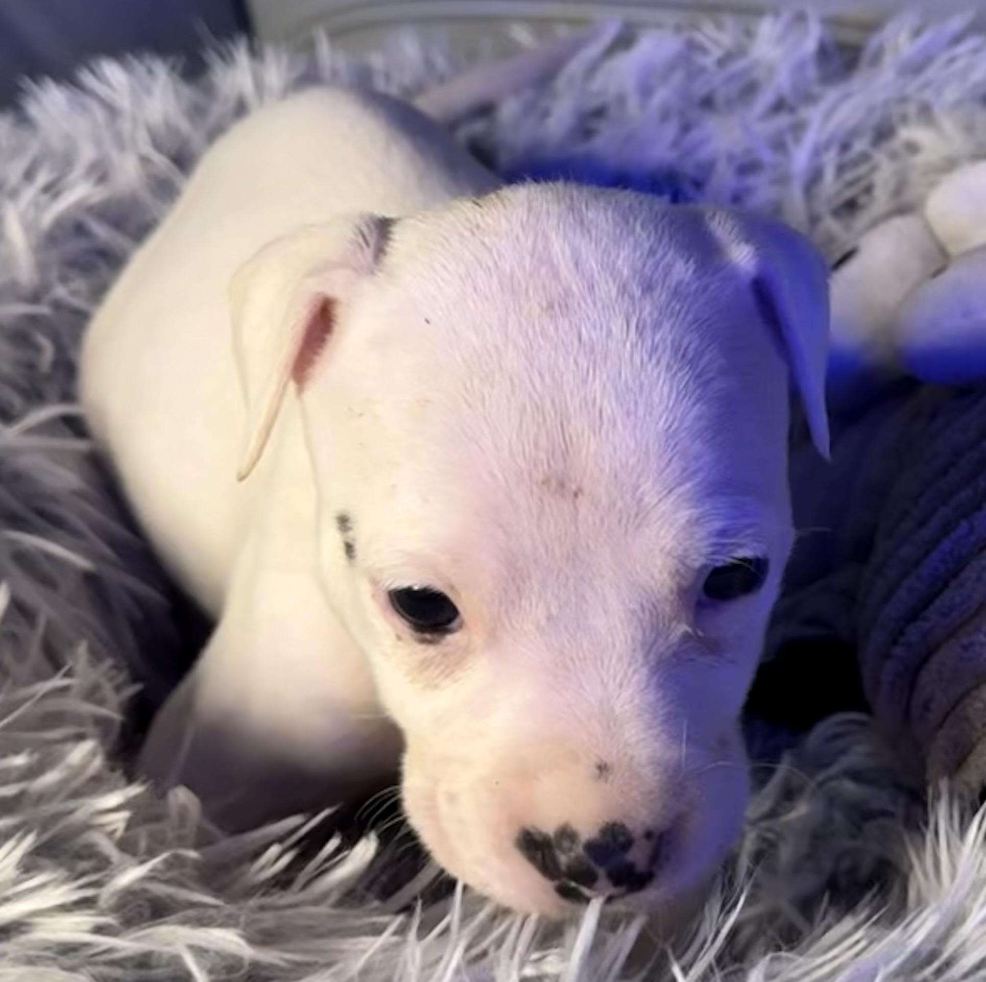 Evangeline — thumbnail 3