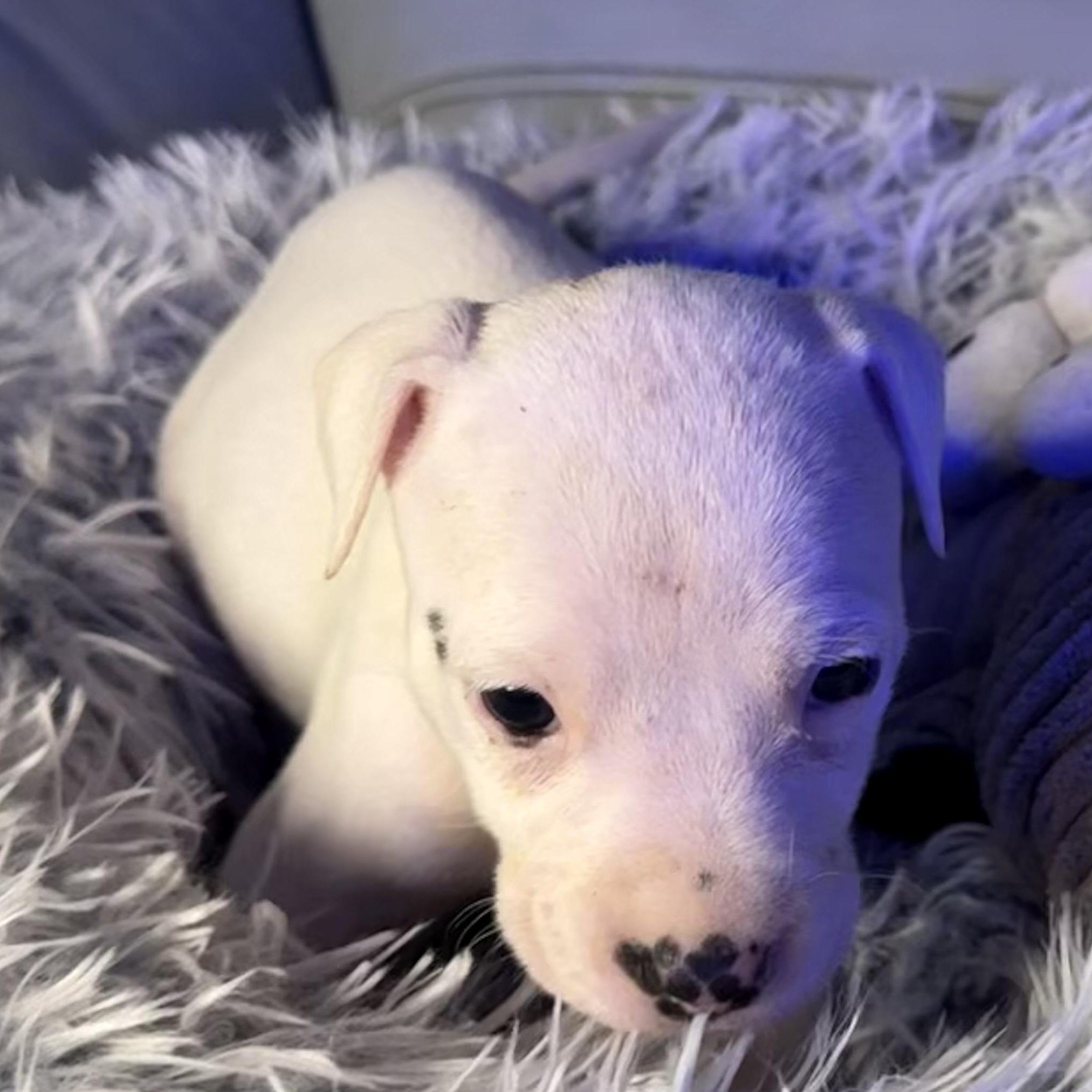 Evangeline — thumbnail 4