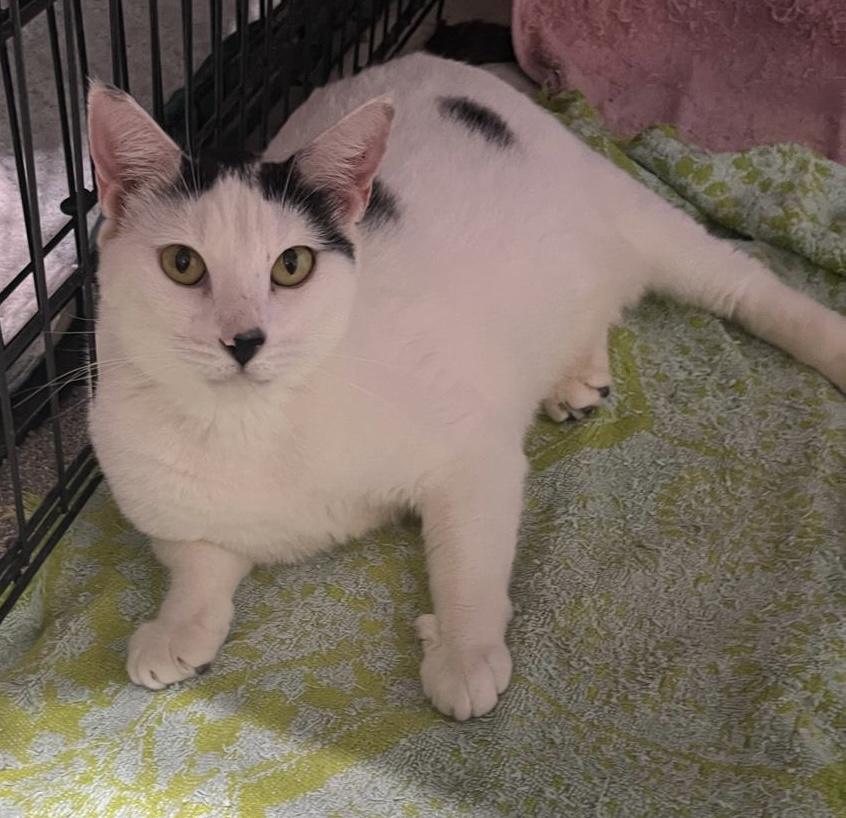 Kiki, a Adoptable Domestic Short Hair in Parkland, FL image 3/3