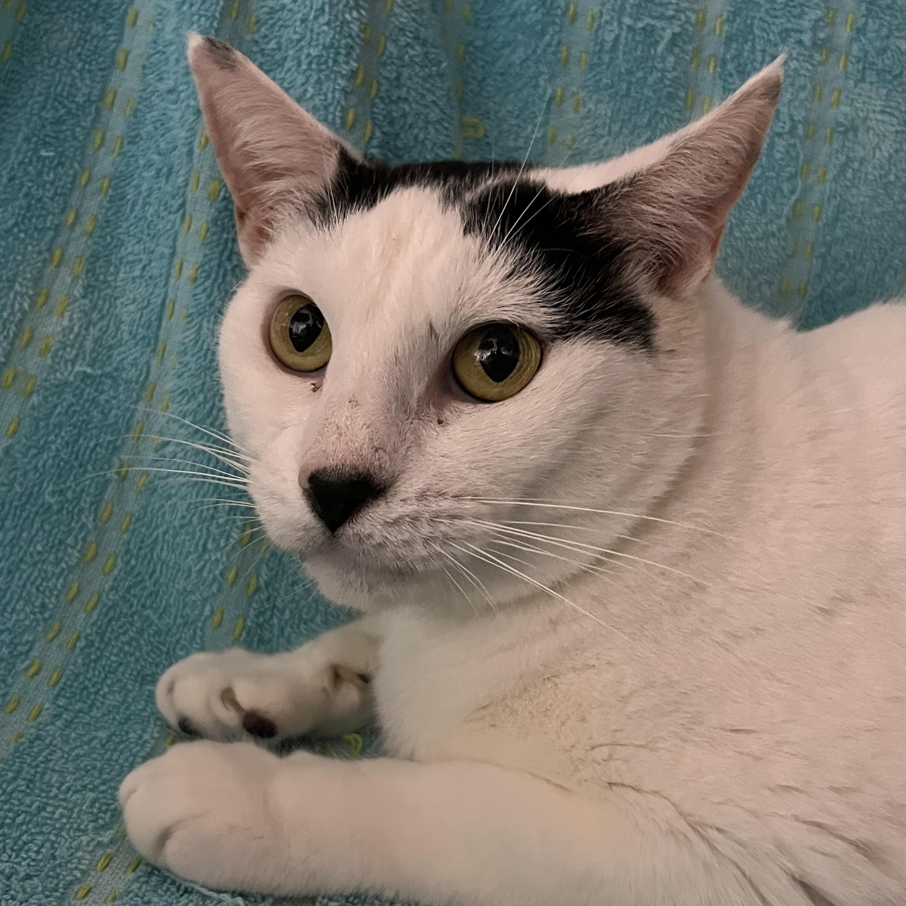 Enlarge Kiki, a Adoptable Domestic Short Hair in Parkland, FL image 3/4