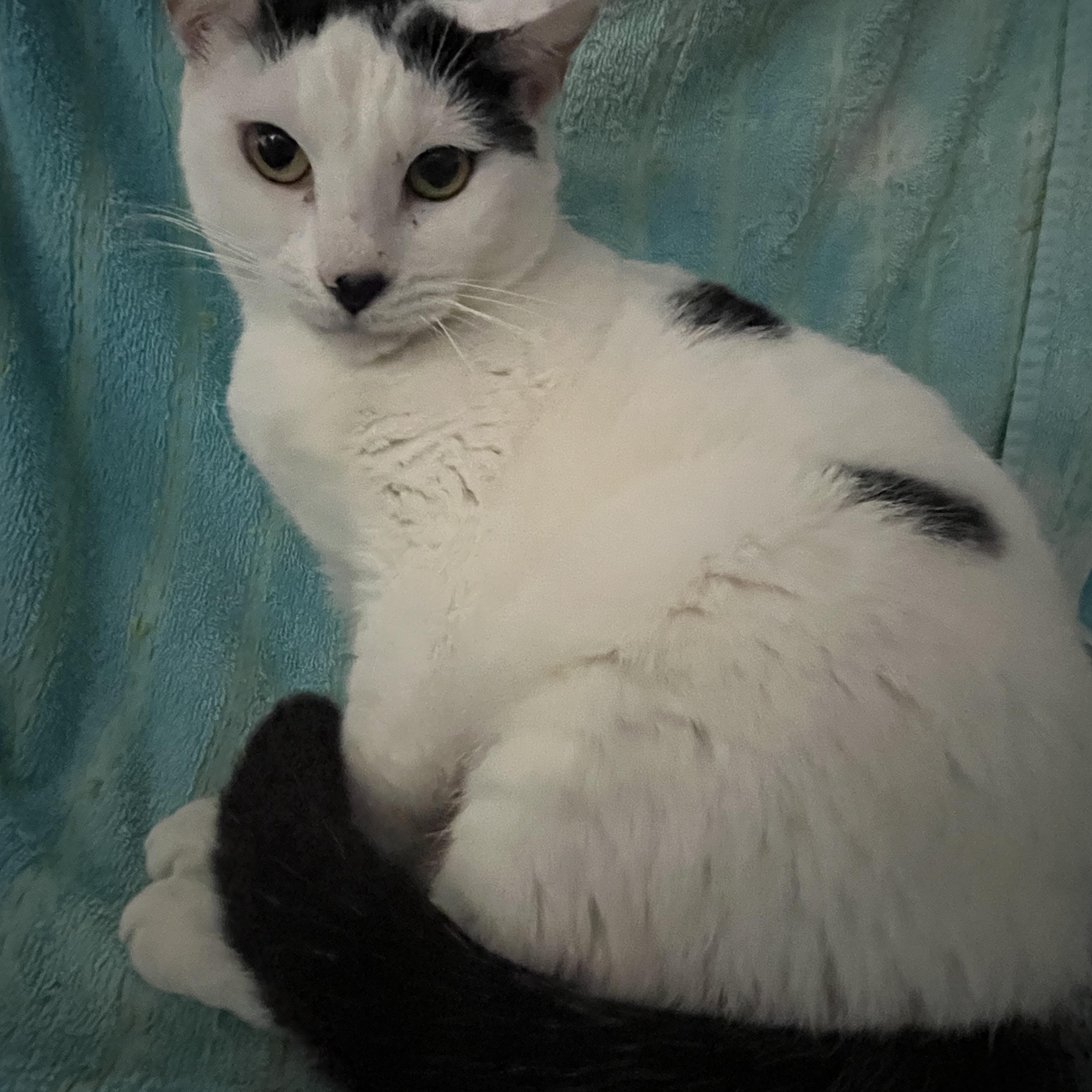 Enlarge Kiki, a Adoptable Domestic Short Hair in Parkland, FL image 1/4