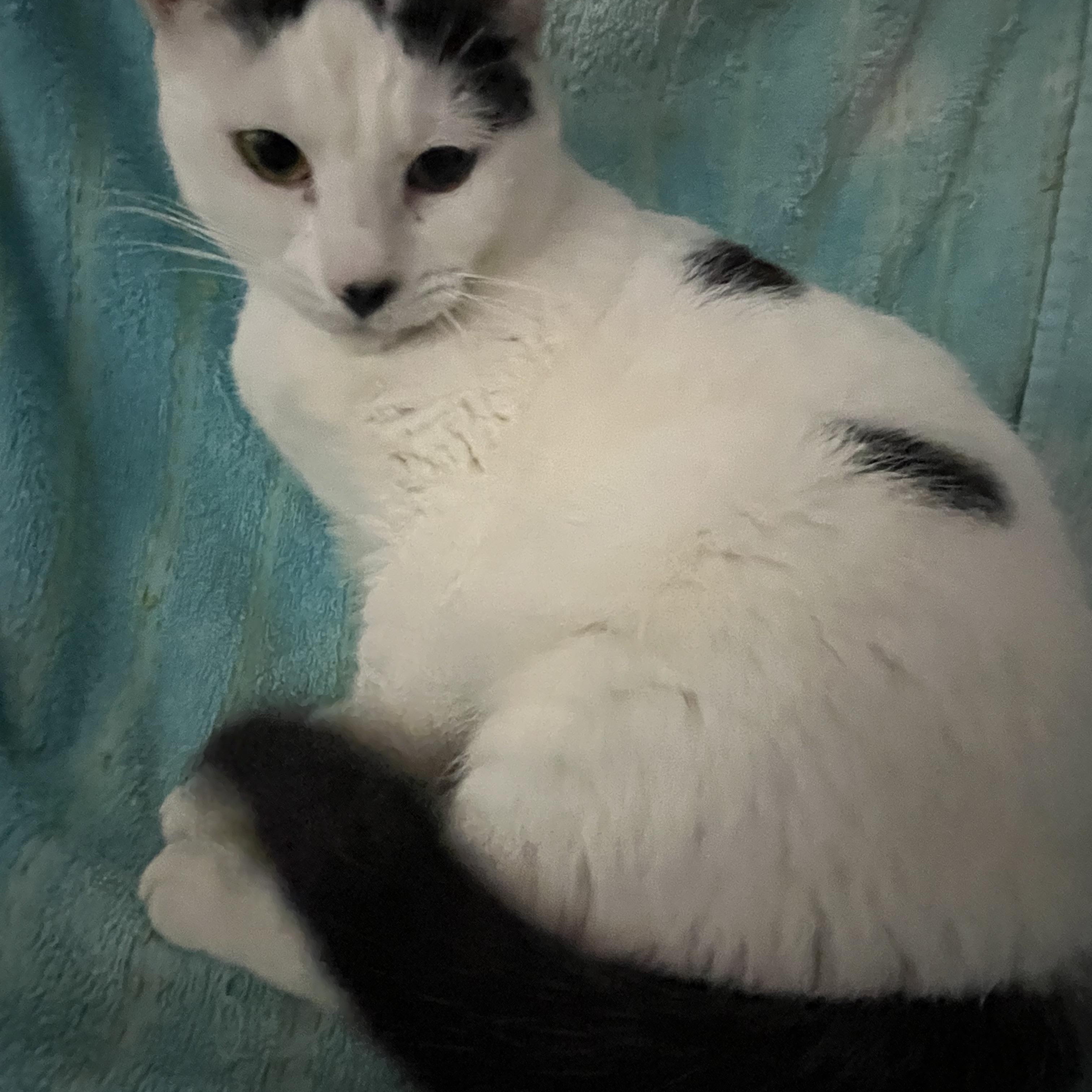 Enlarge Kiki, a Adoptable Domestic Short Hair in Parkland, FL image 2/4