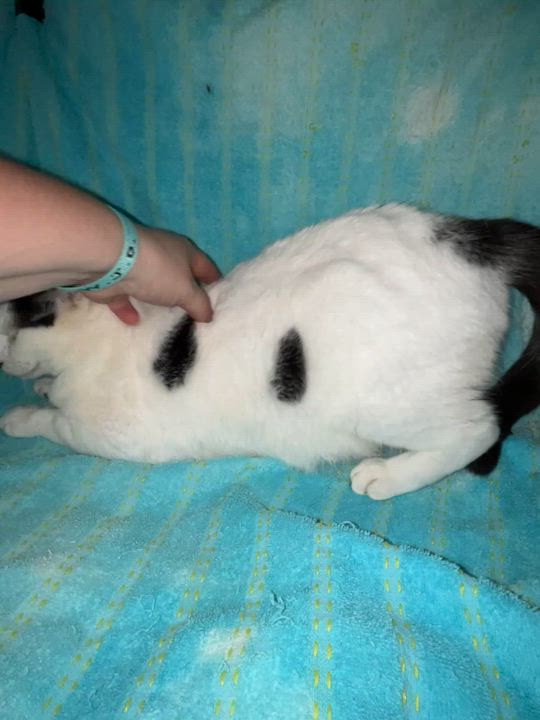 Enlarge Kiki, a Adoptable Domestic Short Hair in Parkland, FL video 4/4