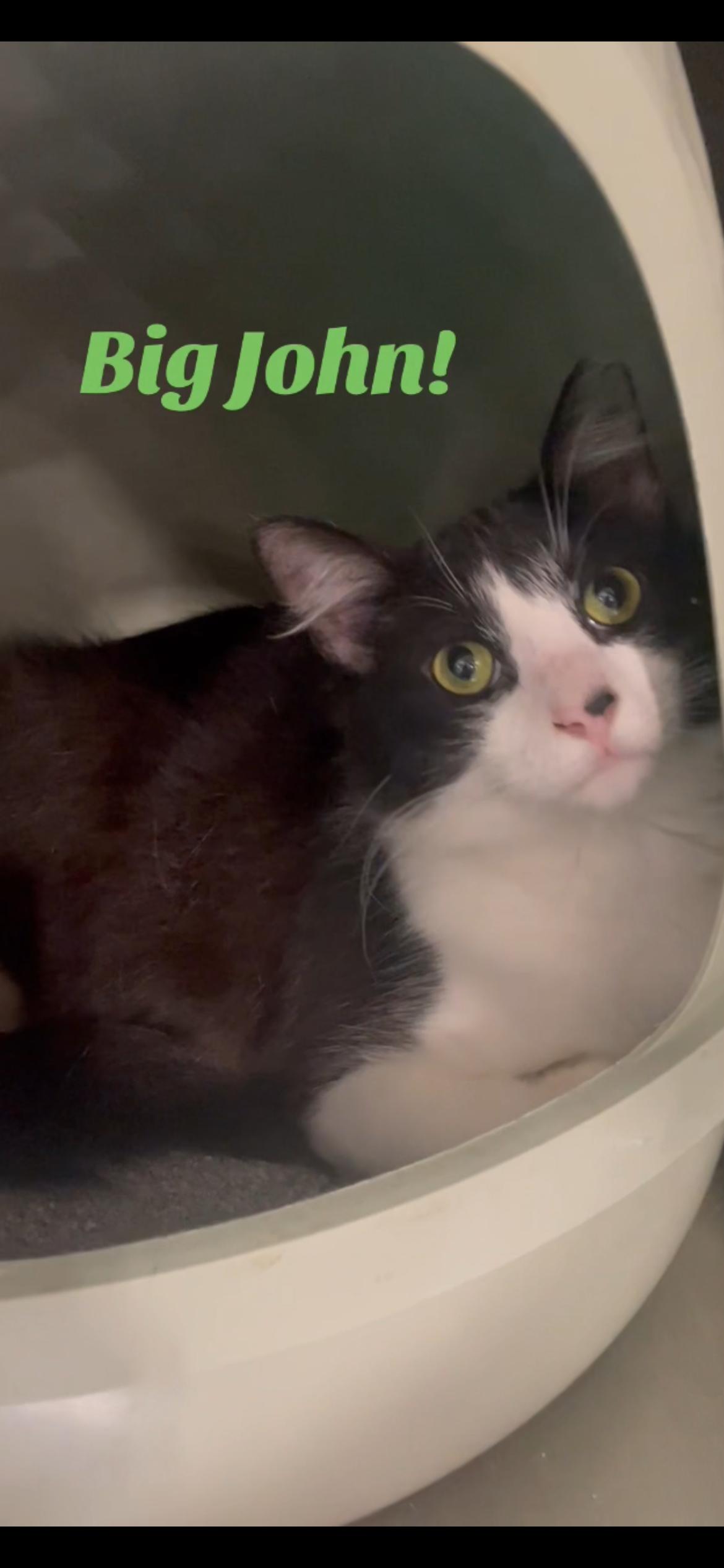 Big John, a ADOPTABLE Domestic Long Hair in Baton Rouge, LA image 2/3