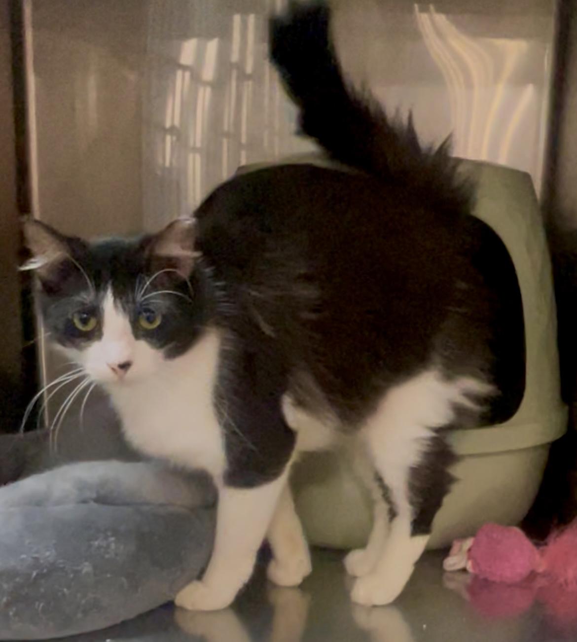 Big John, ADOPTABLE, Young Male Domestic Long Hair.