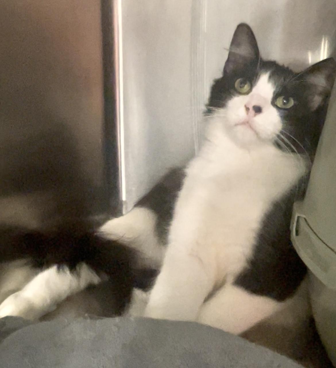 Big John, a ADOPTABLE Domestic Long Hair in Baton Rouge, LA image 3/3