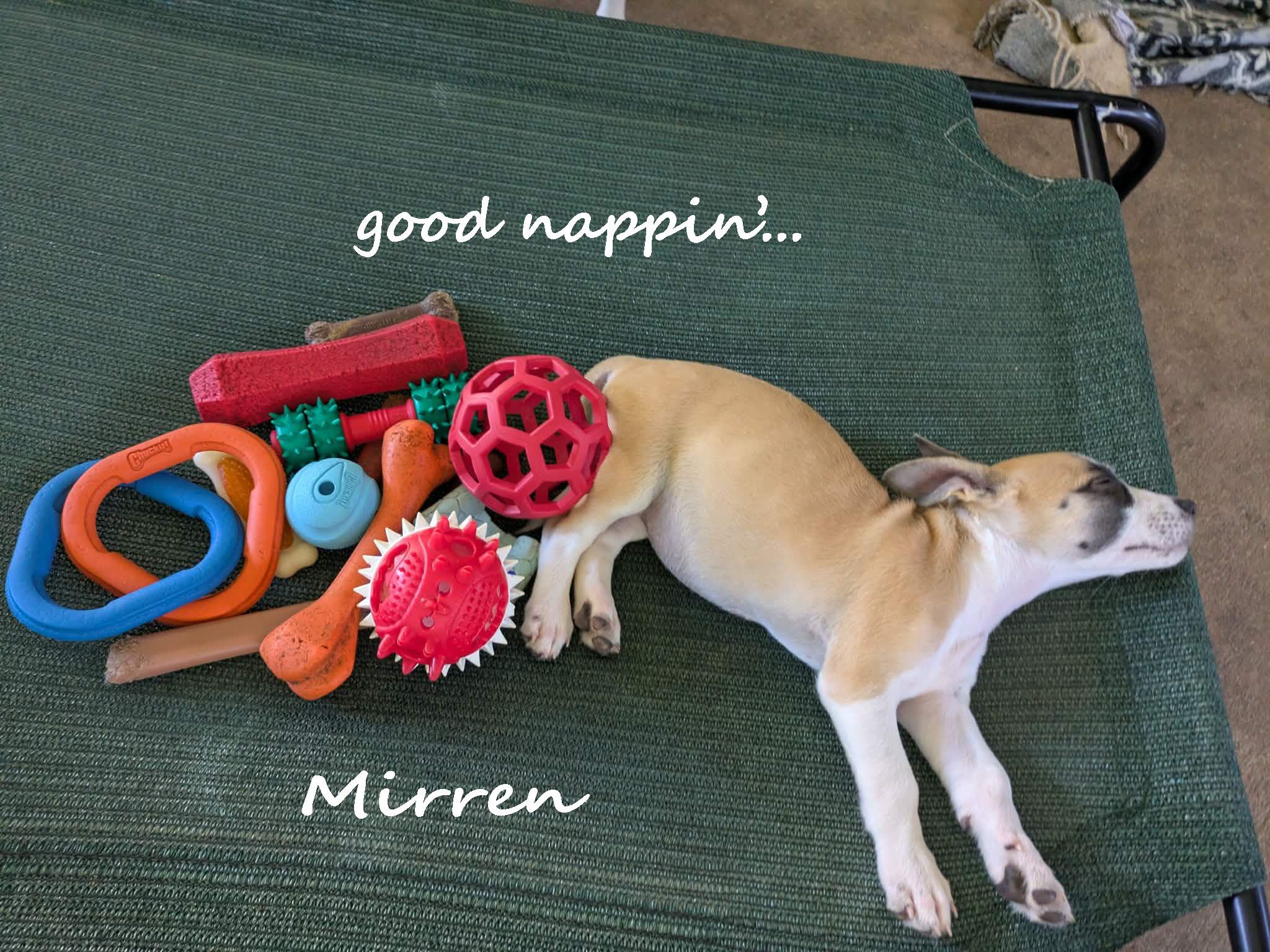 Mirren, an adopted mixed breed in Ozark, AL image 4/4