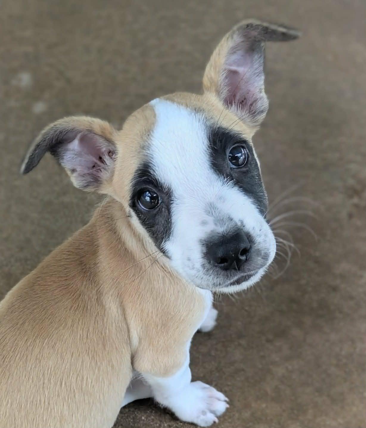 Mirren, adopted, Puppy Female Terrier & Cattle Dog.