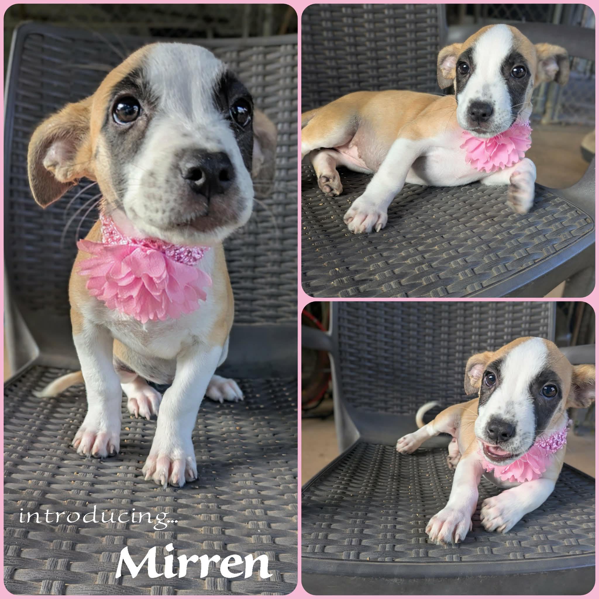 Mirren, an adopted mixed breed in Ozark, AL image 2/4