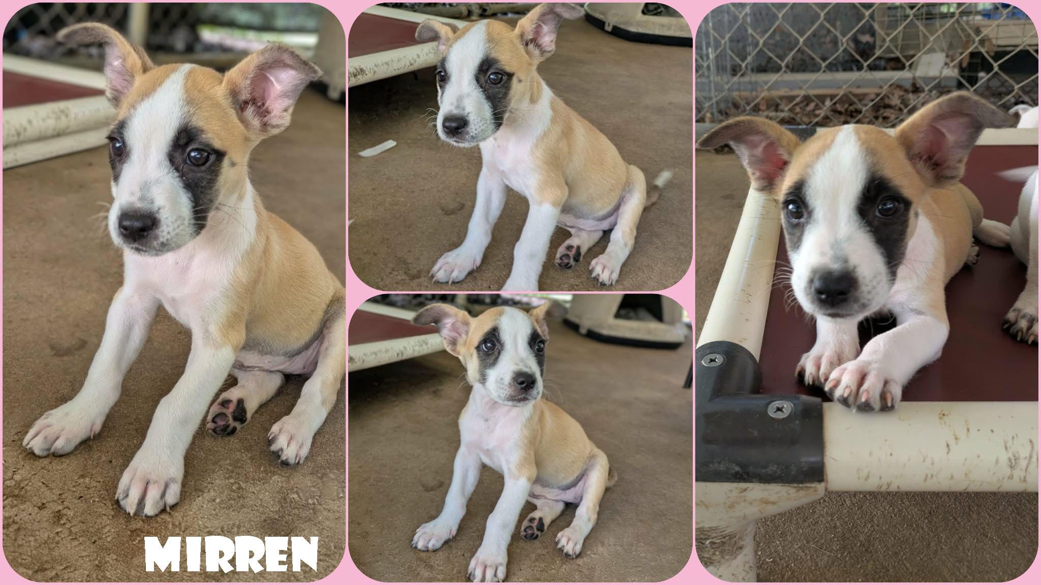 Mirren, an adopted mixed breed in Ozark, AL image 3/4